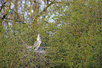 Grey Herons in the tree