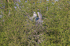 Grey Heron in the tree