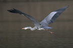 grey heron