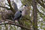 grey heron