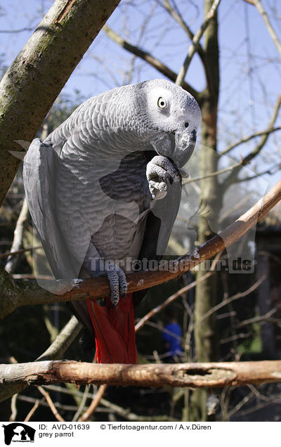 grey parrot / AVD-01639