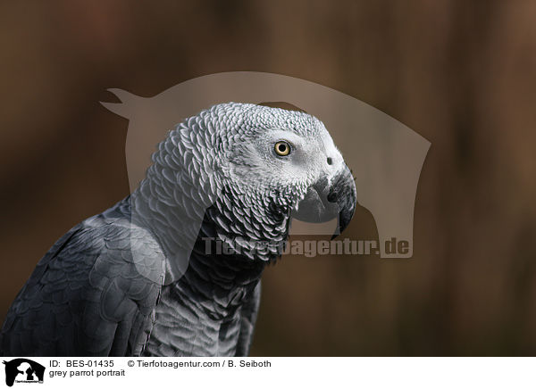 grey parrot portrait / BES-01435