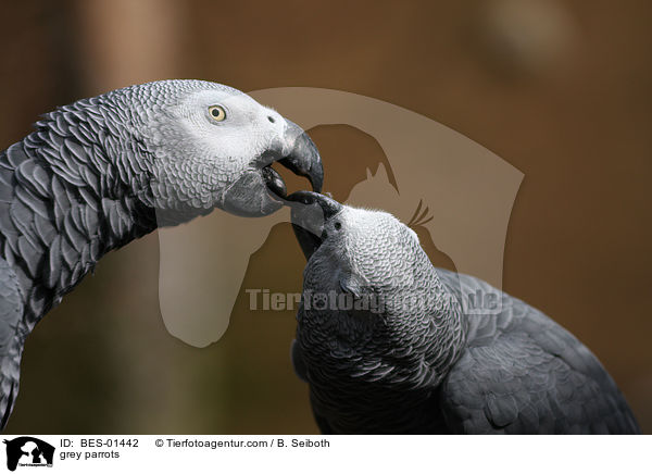 grey parrots / BES-01442