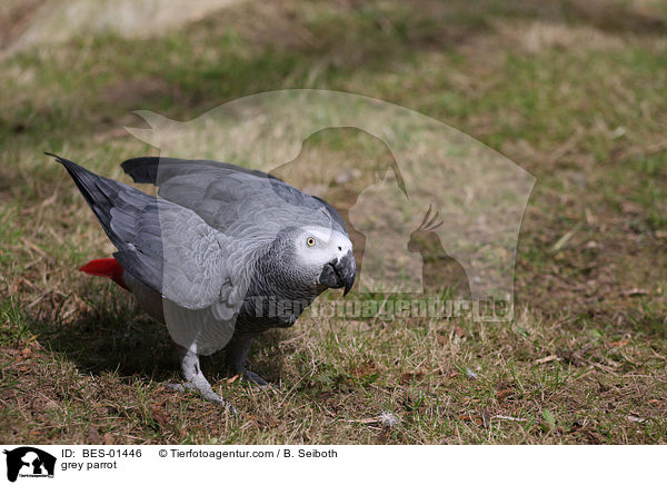 grey parrot / BES-01446