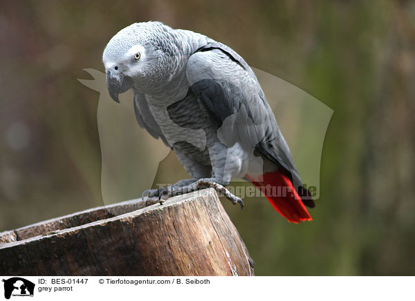 grey parrot / BES-01447