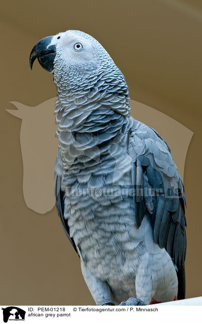 african grey parrot / PEM-01218