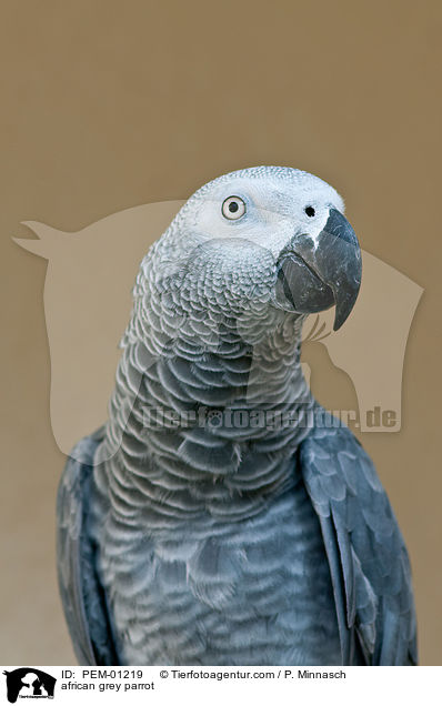 Graupapagei / african grey parrot / PEM-01219