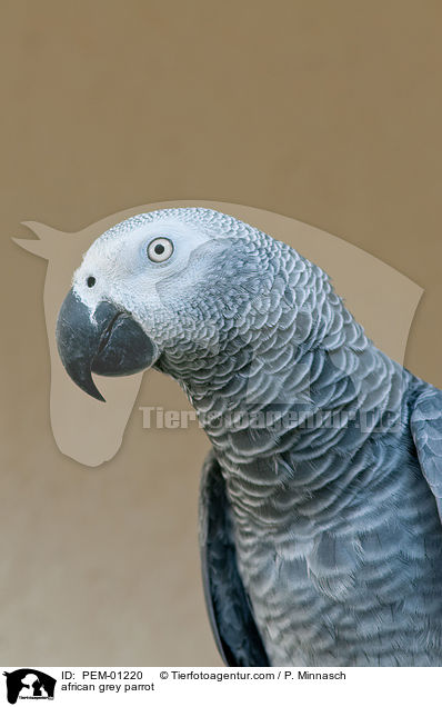 Graupapagei / african grey parrot / PEM-01220