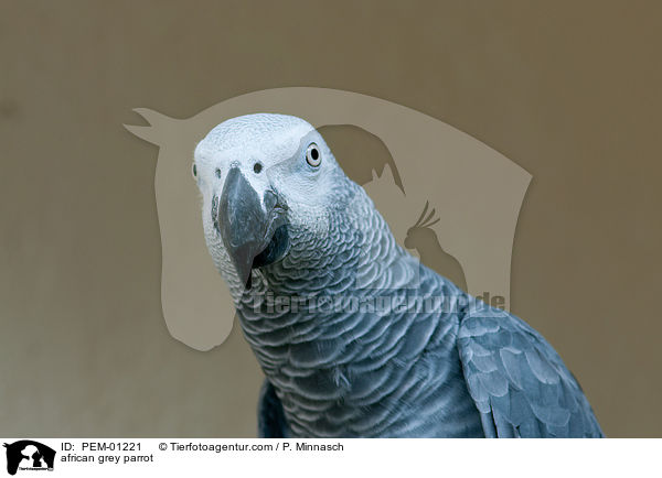 Graupapagei / african grey parrot / PEM-01221