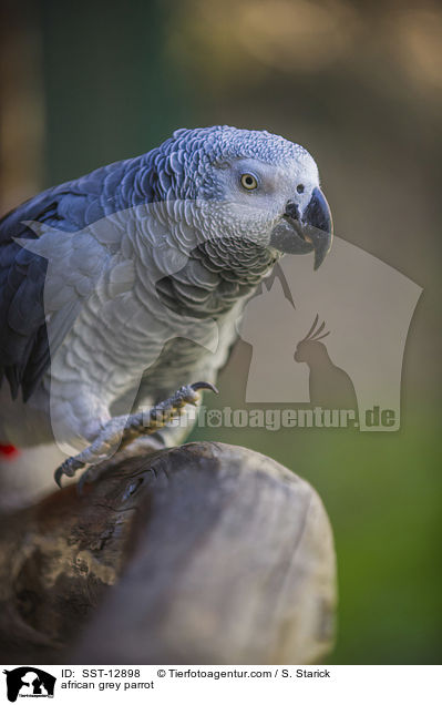 african grey parrot / SST-12898
