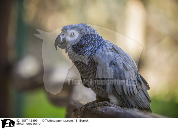 african grey parrot / SST-12899