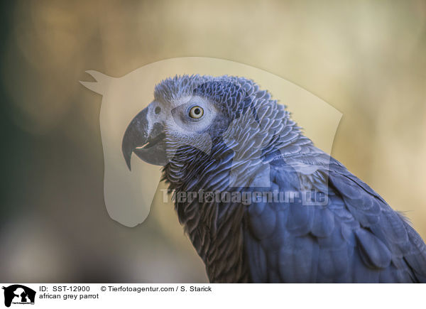 african grey parrot / SST-12900