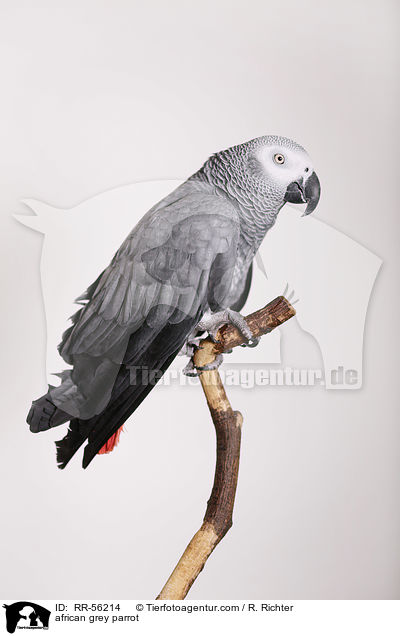 african grey parrot / RR-56214
