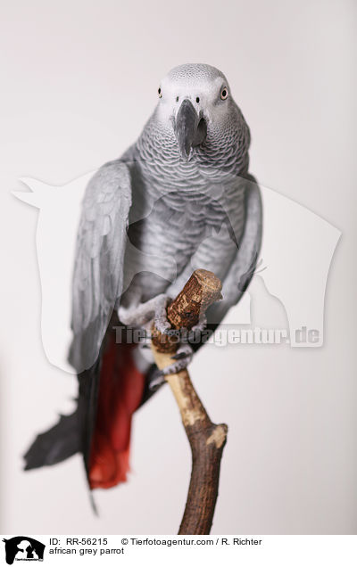 african grey parrot / RR-56215