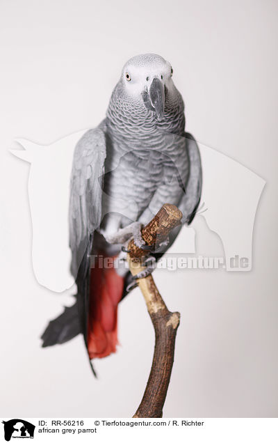 african grey parrot / RR-56216