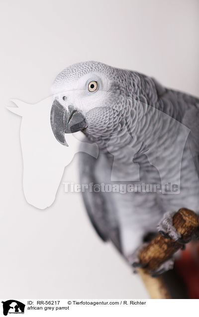 african grey parrot / RR-56217