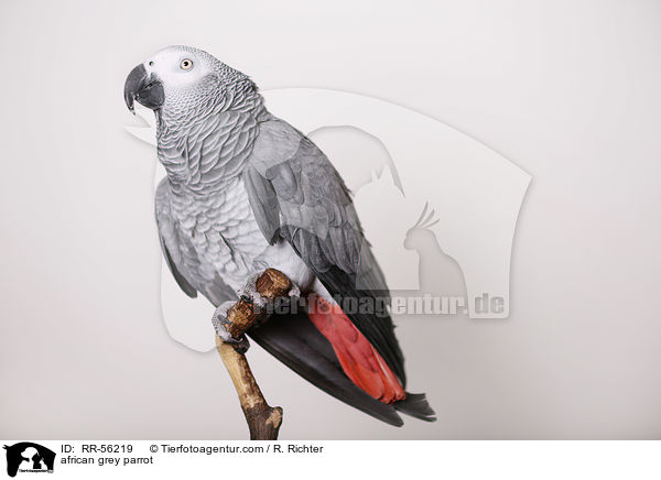 african grey parrot / RR-56219