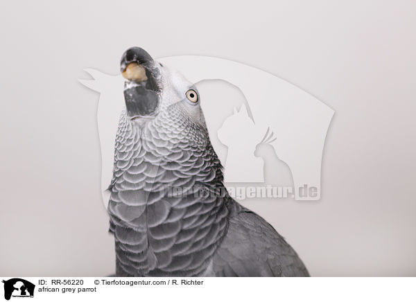 african grey parrot / RR-56220