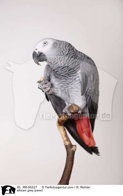 african grey parrot / RR-56227