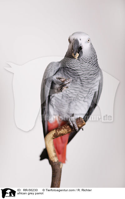 african grey parrot / RR-56230