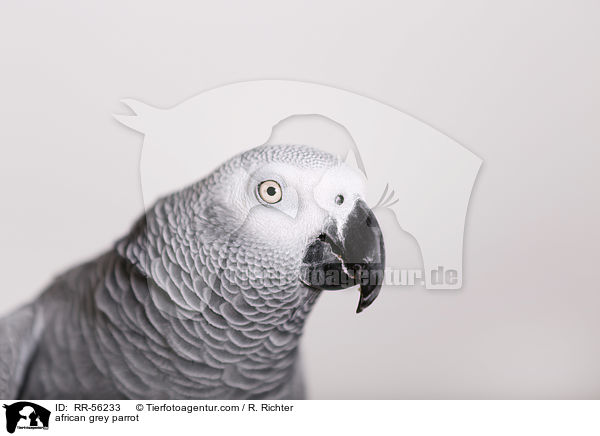 african grey parrot / RR-56233
