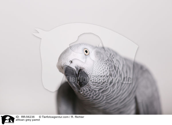 african grey parrot / RR-56236