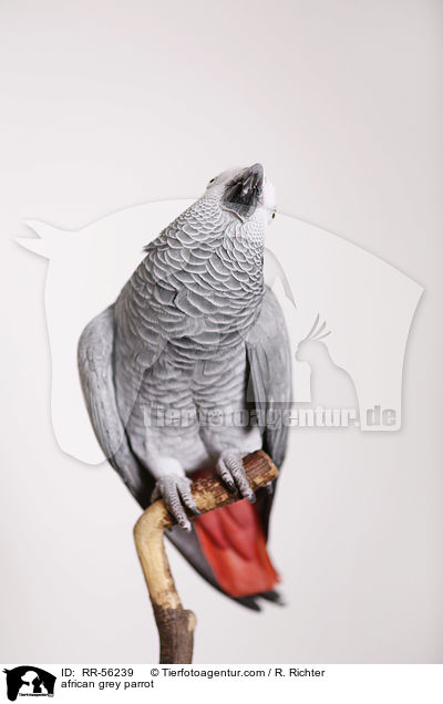 african grey parrot / RR-56239