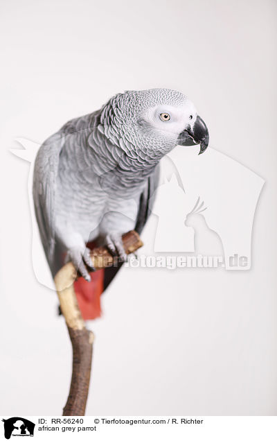 african grey parrot / RR-56240