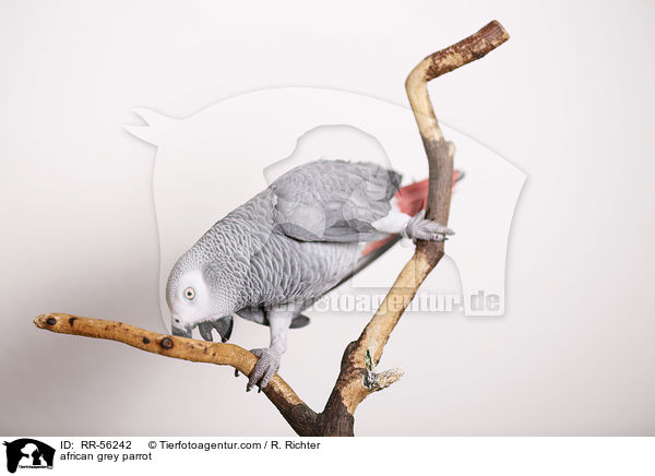 african grey parrot / RR-56242
