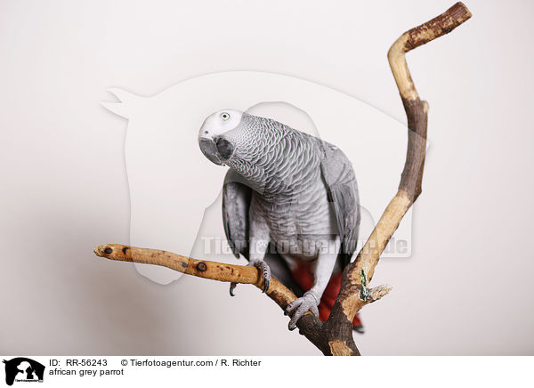 african grey parrot / RR-56243