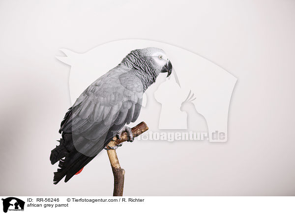 african grey parrot / RR-56246