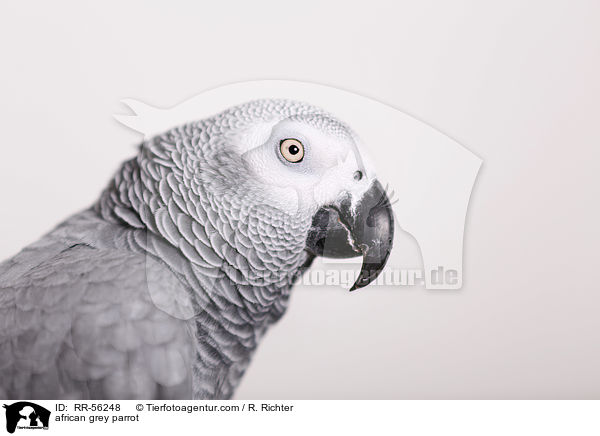 african grey parrot / RR-56248