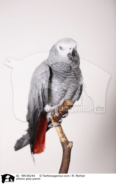african grey parrot / RR-56249