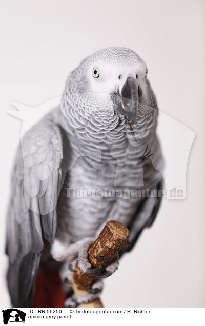 african grey parrot / RR-56250