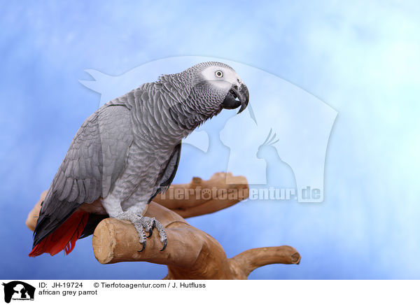 african grey parrot / JH-19724