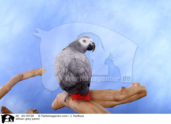 african grey parrot / JH-19726