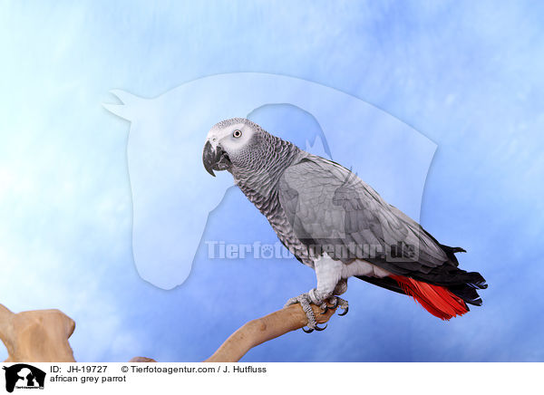african grey parrot / JH-19727