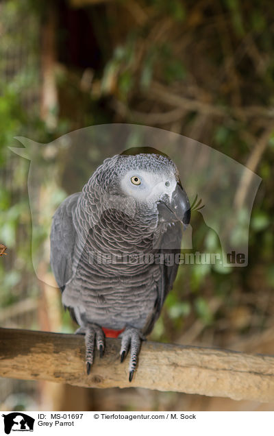 Grey Parrot / MS-01697