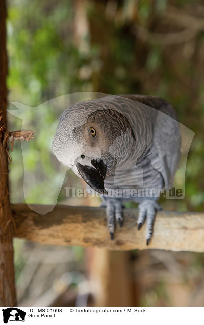 Grey Parrot / MS-01698