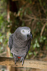 Grey Parrot