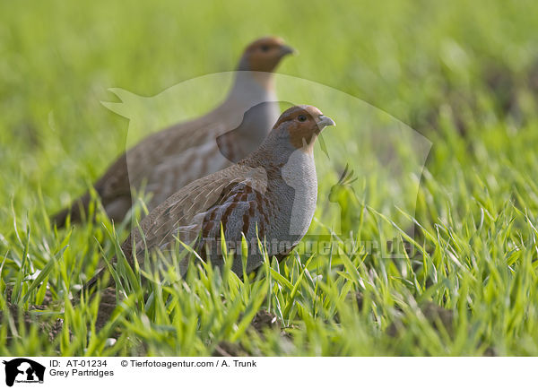 Grey Partridges / AT-01234