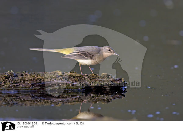 gray wagtail / SO-01259