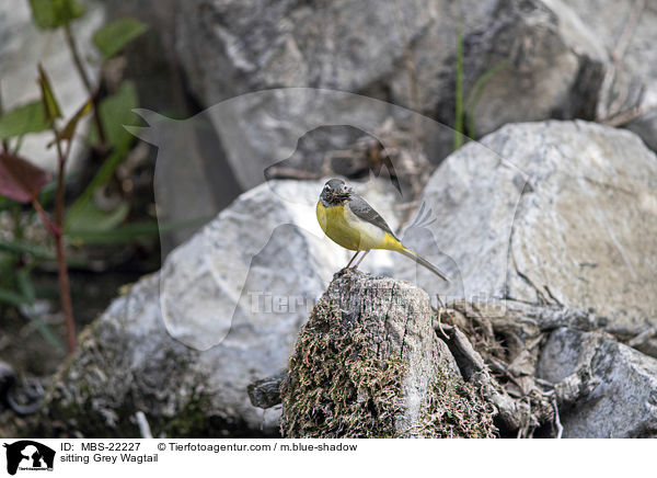 sitting Grey Wagtail / MBS-22227