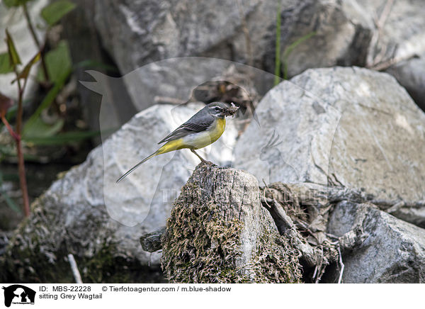 sitting Grey Wagtail / MBS-22228