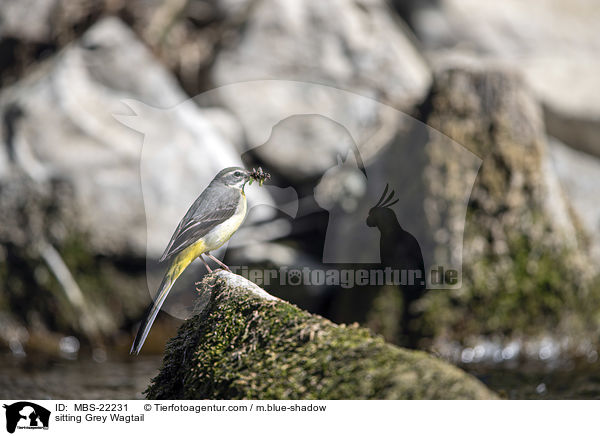 sitting Grey Wagtail / MBS-22231