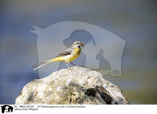 sitting Grey Wagtail / MBS-22239