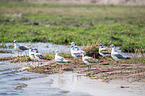 grey-headed gulls