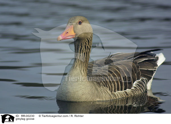 Graugans / greylag goose / RR-00230