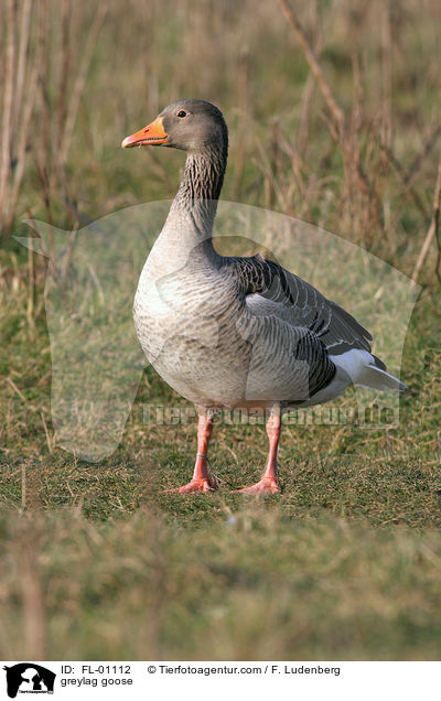 greylag goose / FL-01112