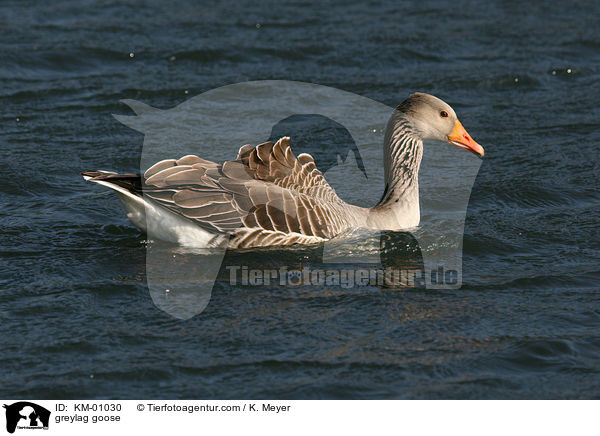 greylag goose / KM-01030